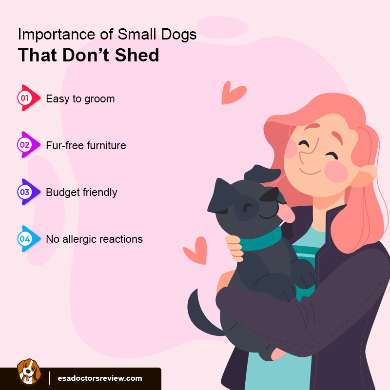 Top ESA Small Dogs That Don't Shed ESA REVIEWS