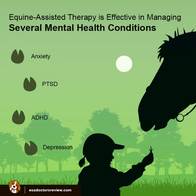 How to Use Emotional Support Horses for Your Mental Health