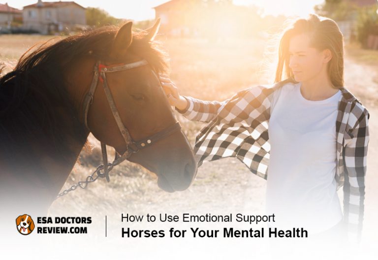 How to Use Emotional Support Horses for Your Mental Health