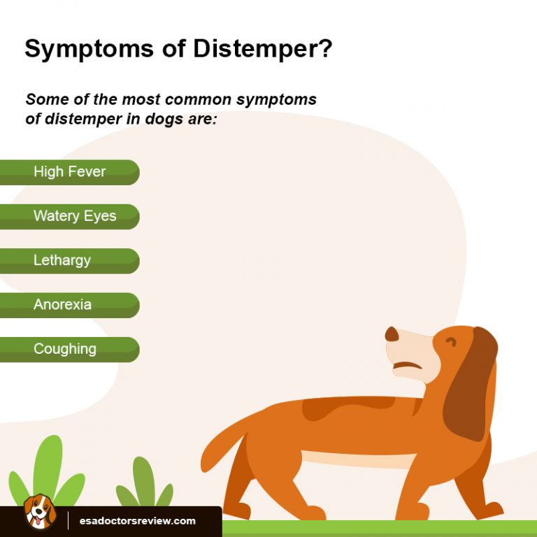 How to Treat Distemper in Dogs Naturally