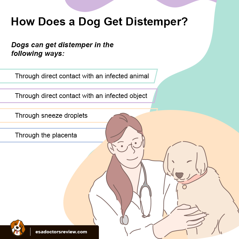 How To Treat Distemper In Dogs Naturally how-to-treat-distemper-in-dogs-naturally