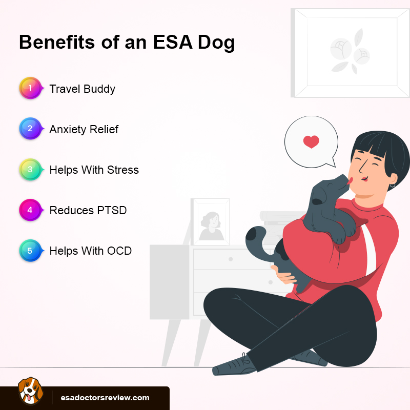 How to Register Your Dog as an ESA? A Stepbystep Guide