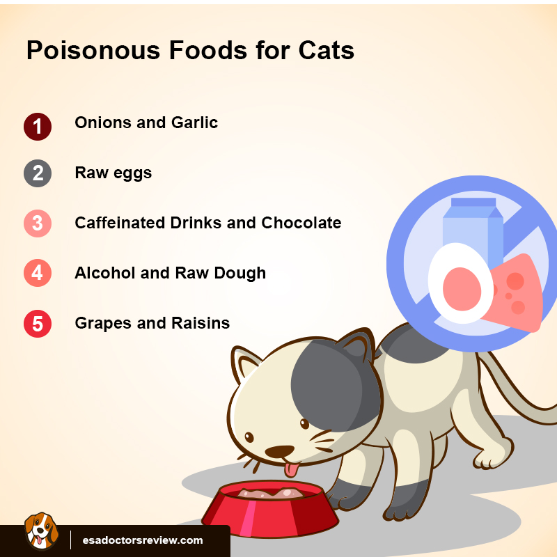 Whether Cats Can Eat Dog Food in an Emergency ESA REVIEWS