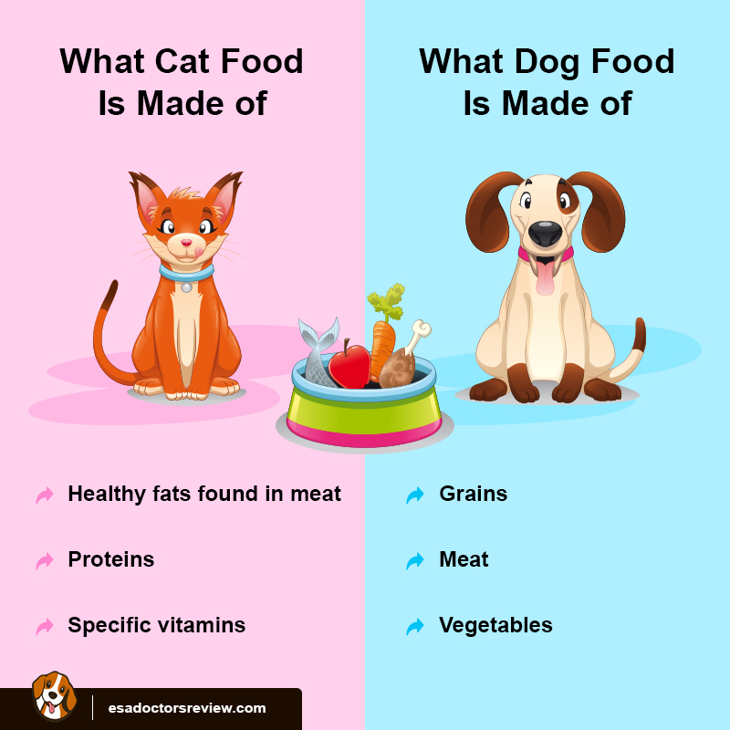Whether Cats Can Eat Dog Food In An Emergency ESA REVIEWS