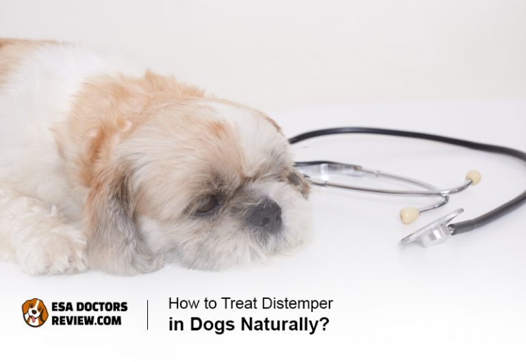 How To Treat Distemper In Dogs Naturally how-to-treat-distemper-in-dogs-naturally