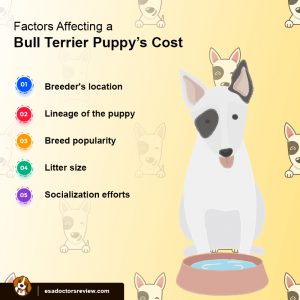 Bull Terrier dog