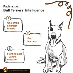 Dog facts
