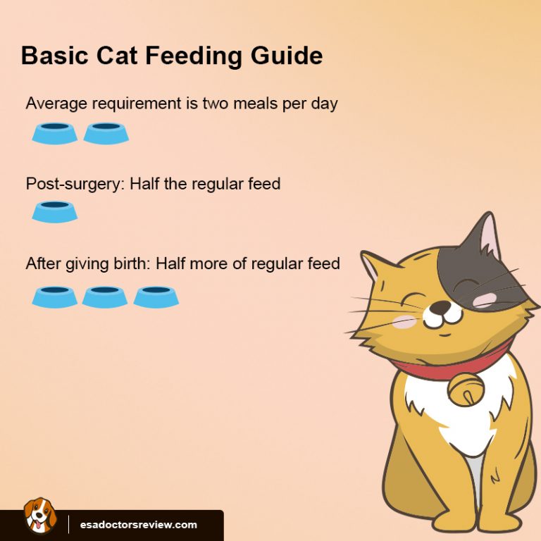 How Much Should I Feed My Cat During a Weight Loss Plan?