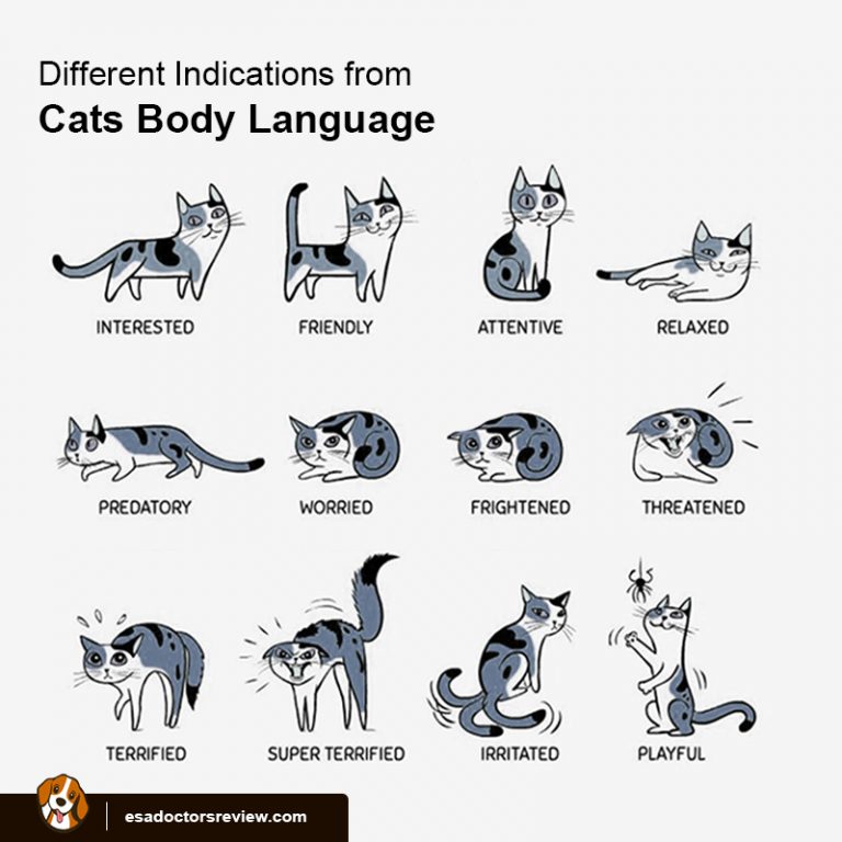 Understanding Your Cat’s Body Language ESA REVIEWS