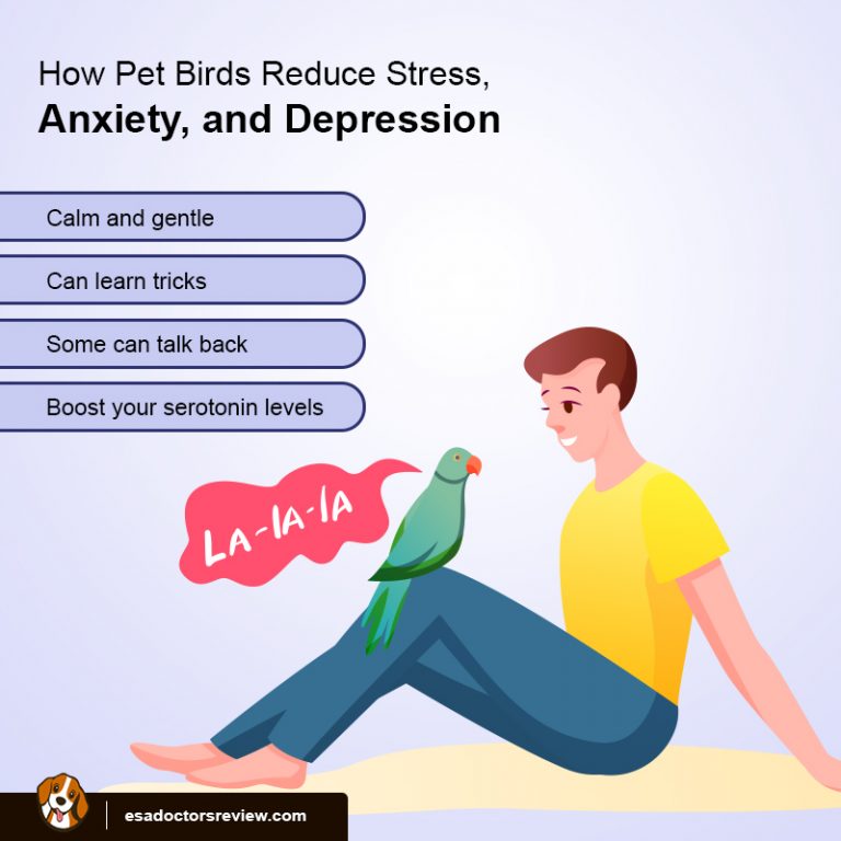 3 Mental Health Benefits of Owning a Pet Bird ESA REVIEWS