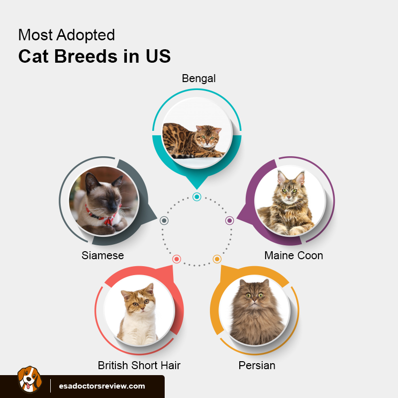 Cat Breeds