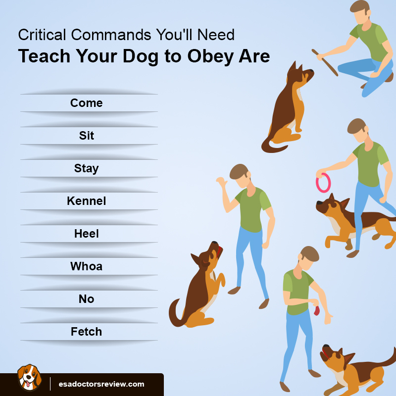 Commands for dogs