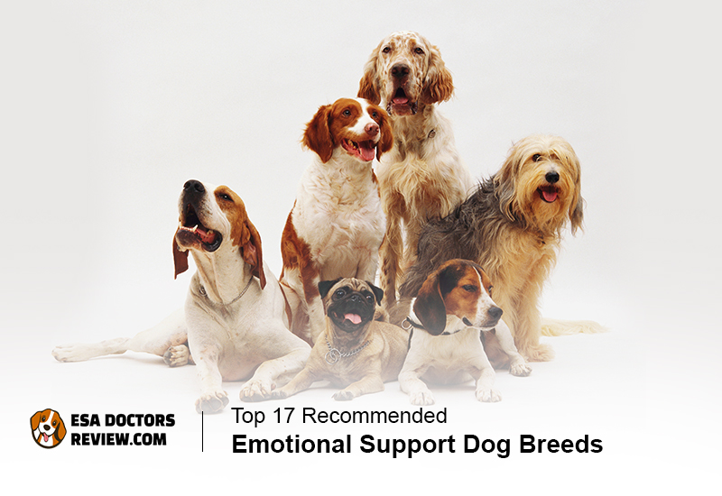 Emotional Support Dog