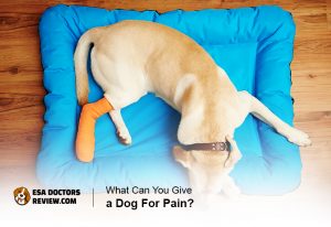 Dogs in Pain