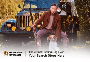 Hunting Dogs