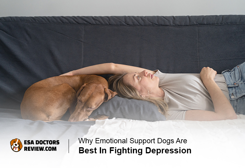 Emotional Support Dogs